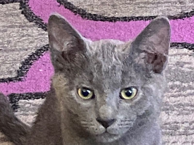 Bengal 1 year 1 month old male named Melo for adoption in Milwaukee County, Wisconsin | Petmeetly