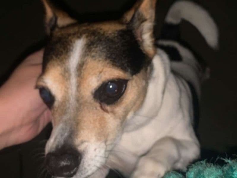 Jack Russell Terrier 4 years 9 months old male small named Loco for sale in Greater Manchester, England | Petmeetly