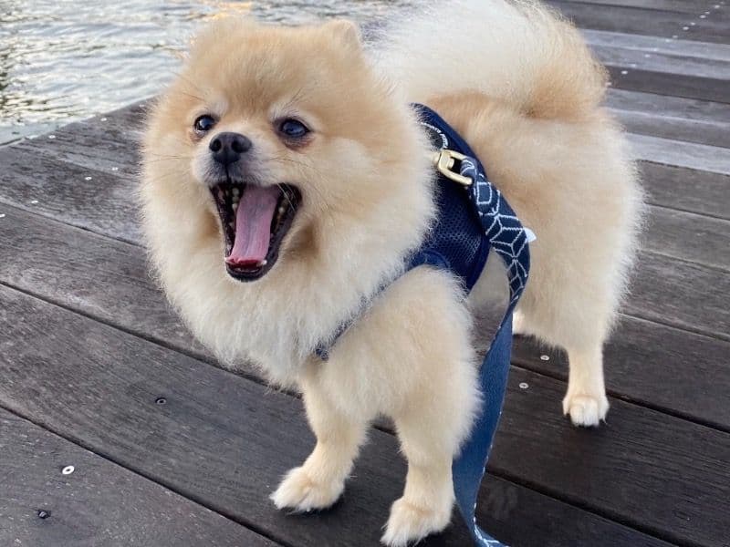 Pomeranian 7 years 5 months old male small named Silas for breeding in Loudoun County, Virginia | Petmeetly