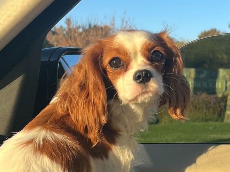 Lulu primary photo