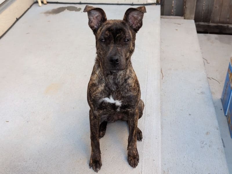 Texas Heeler 1 year 2 months old female medium named Stitch for sale in Adams County, Colorado | Petmeetly