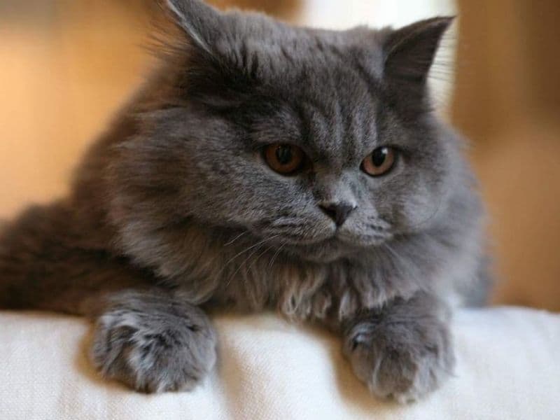 Persian 1 year 1 month old male named Grey for breeding in Konkan Division, Maharashtra | Petmeetly