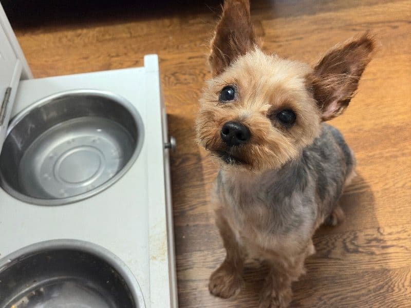 Yorkshire Terrier 5 years 4 months old male small named Coby for breeding in Cook County, Illinois | Petmeetly