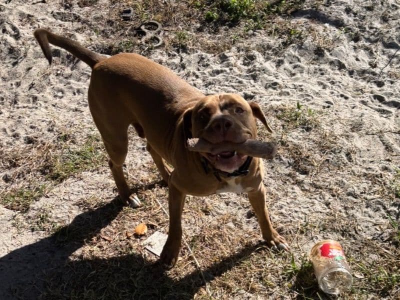 Duke - American PitBull Terrier success story