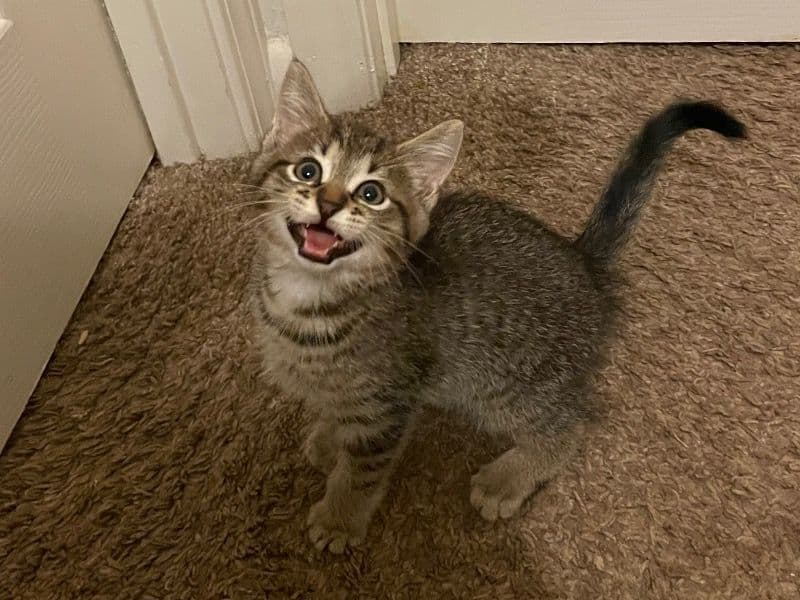 Tabby 1 year 6 months old male named Luca for sale in Austell, Georgia | Petmeetly