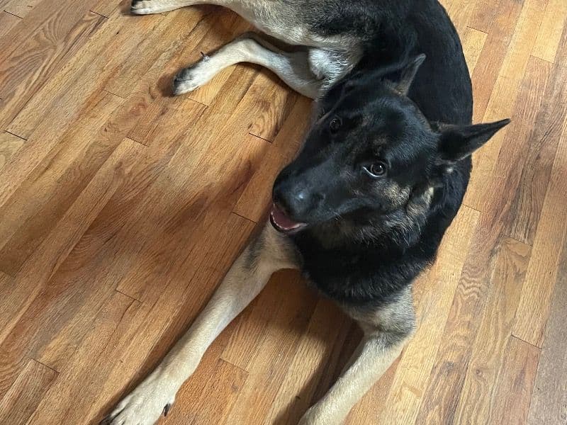 Black German Shepherd 2 years 7 months old male large named Tuck for breeding in Silver City, South Dakota | Petmeetly