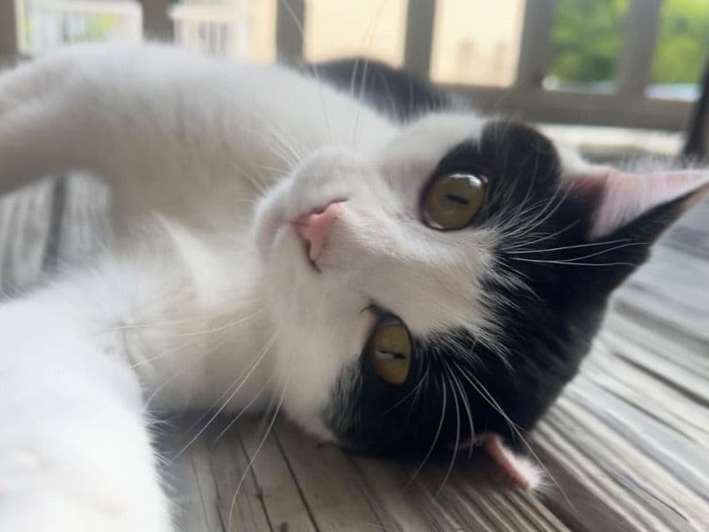 Domestic Medium Hair 1 year 4 months old male named Ruby for adoption in Davidson County, Tennessee | Petmeetly