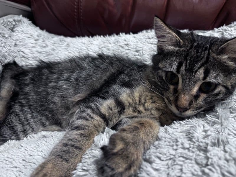 Tabby 10 months old female named Shagy for breeding in Los Angeles County, California | Petmeetly