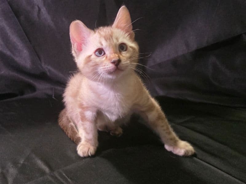 Bengal 2 months old male named Echo for sale in South Central Connecticut Planning Region, Connecticut | Petmeetly