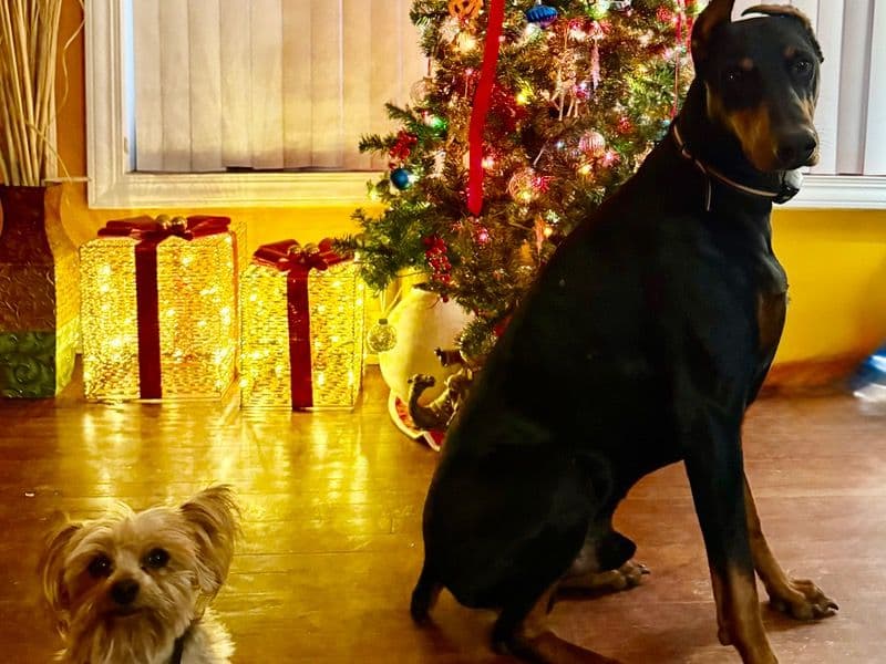 Rufus the Doberman - Gallery photo 6