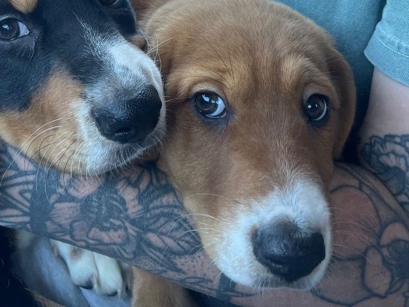 Basset Hound 4 months old female small named Talulah for adoption in Marion County, Indiana | Petmeetly