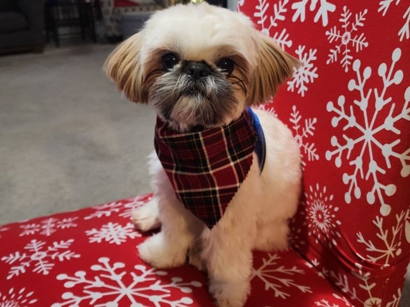 Milo primary photo