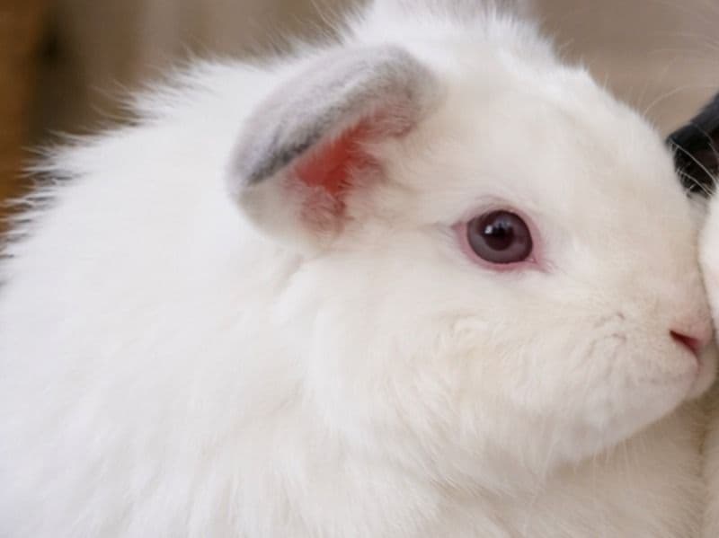 Lionhead 10 months old female named Hera for sale in San Bernardino County, California | Petmeetly