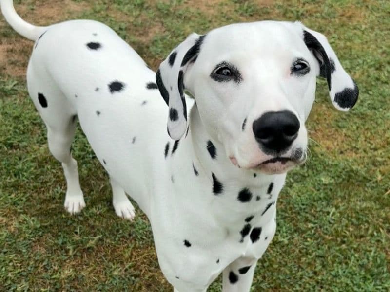Dalmatian 1 year 5 months old female medium named Luna for breeding in Monroe County, New York | Petmeetly