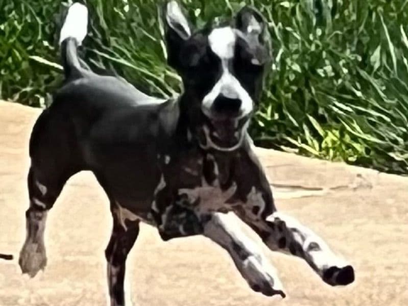 Chihuahua 3 years 9 months old male small named Sweatt for breeding in Rowan County, North Carolina | Petmeetly