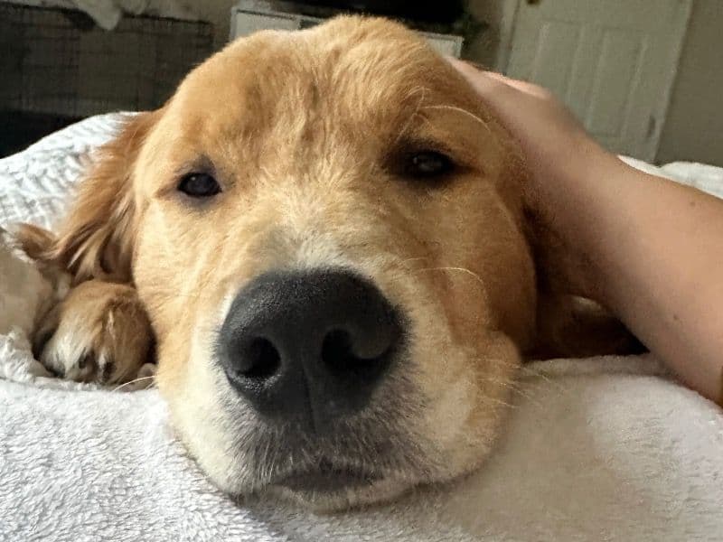 Golden Retriever 1 year 5 months old male large named Ryder for breeding in Muscogee County, Georgia | Petmeetly