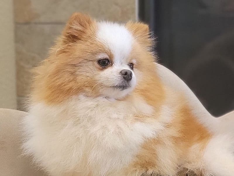 Pomeranian 4 years old female small named Miley for adoption in Clark County, Washington | Petmeetly