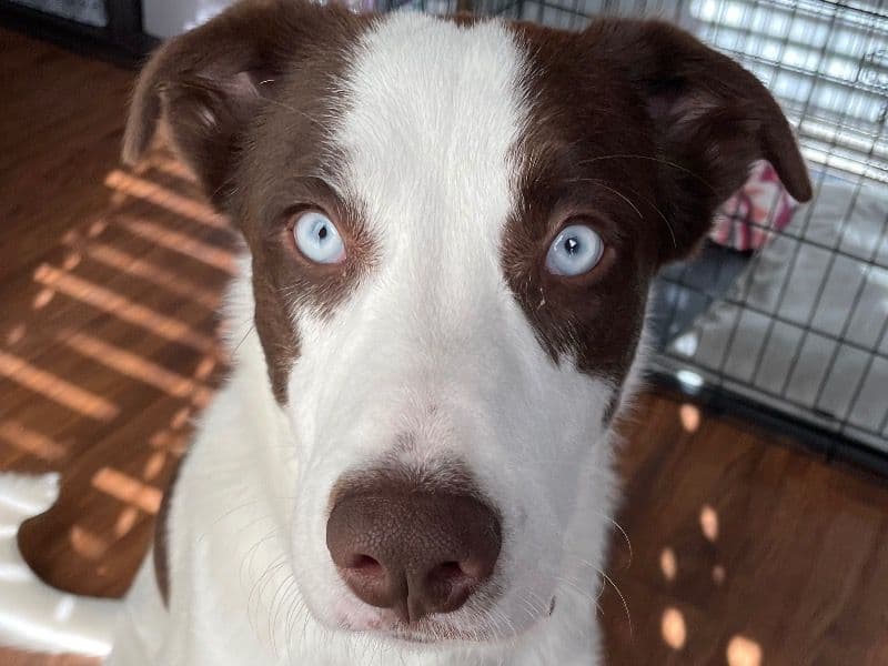 Border Collie 3 years 2 months old male large named Bandit Jo for adoption in Montgomery County, Texas | Petmeetly