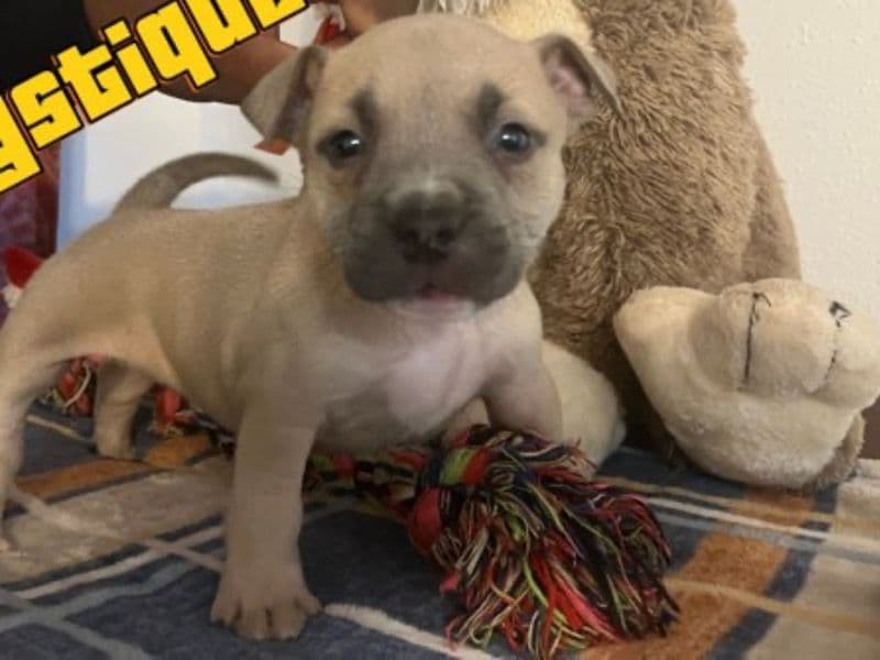 American Bully 1 year old female small named Mystique for sale in Bexar County, Texas | Petmeetly