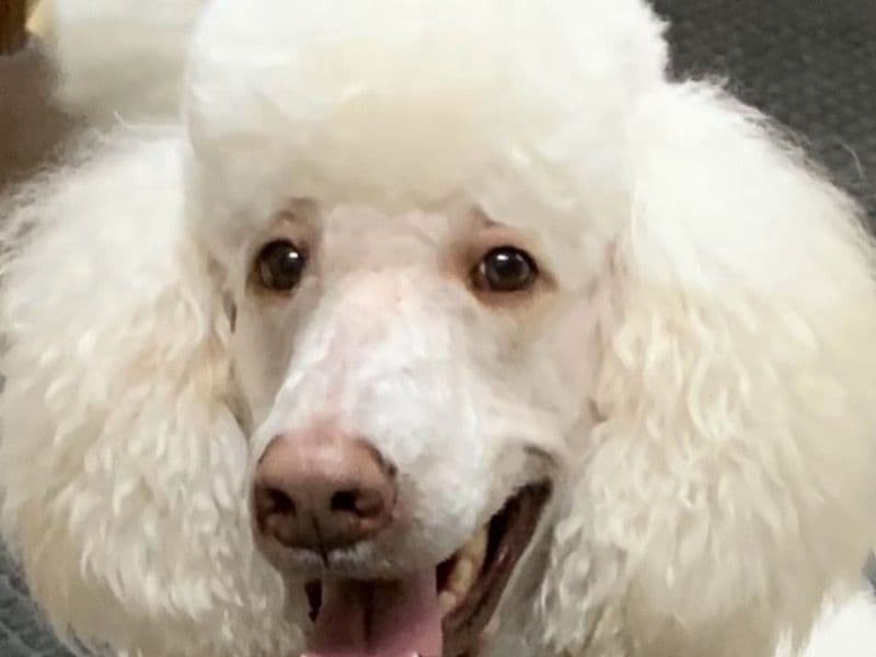 Standard Poodle 9 years 2 months old male large named Kylo for sale in Rankin County, Mississippi | Petmeetly