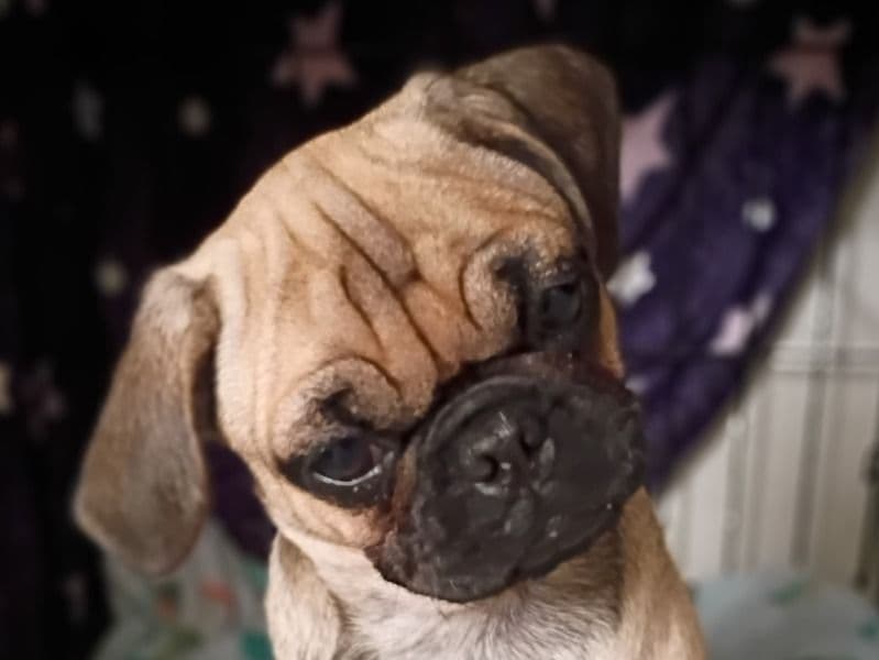 Pug 5 months old female small named Nikki for adoption in Orange County, California | Petmeetly