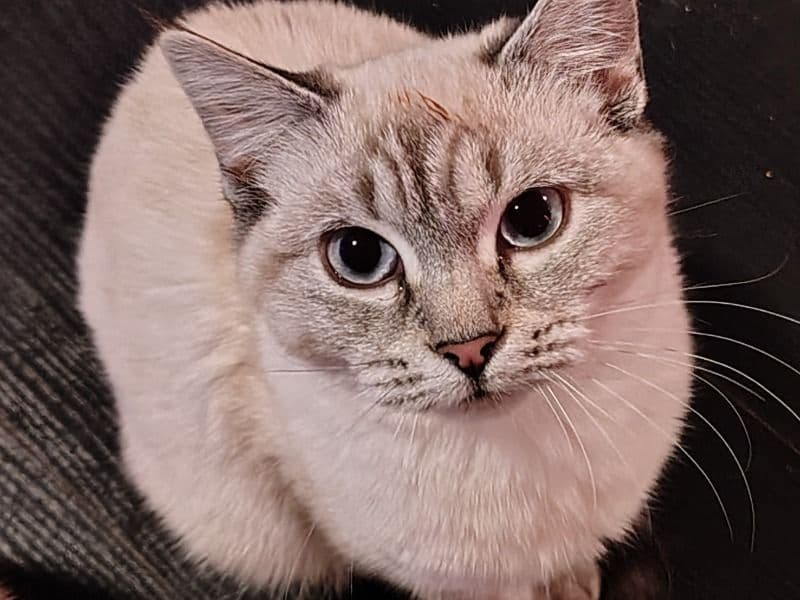 Siamese 5 months old female named Jewel for sale in Burke County, North Carolina | Petmeetly