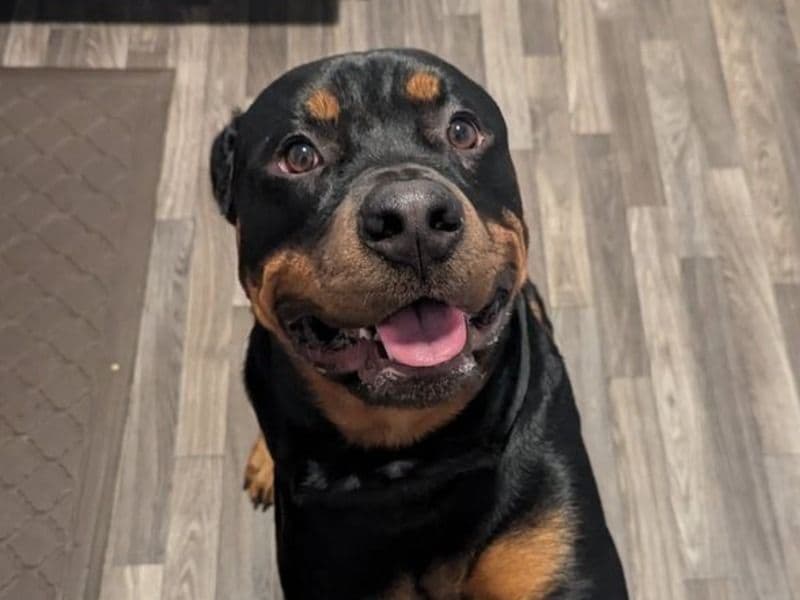 Rottweiler 4 months old male medium named Leo for sale in Alabama | Petmeetly