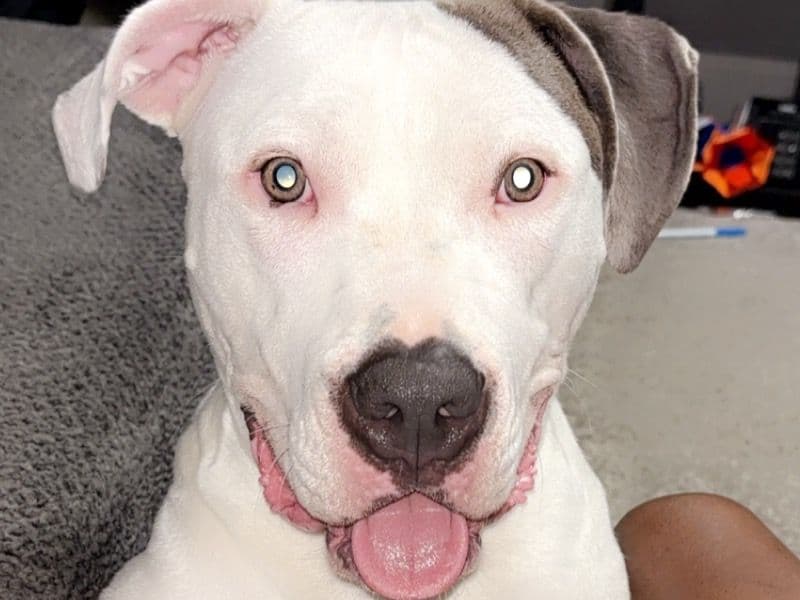 Boxer 2 years old male large named Casper for adoption in Hamilton County, Ohio | Petmeetly
