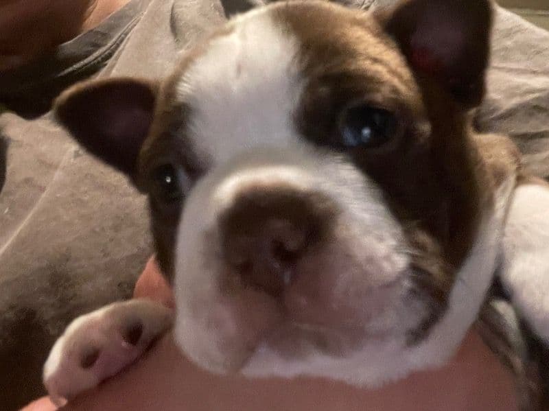 Boston Terrier 2 months old male small named Lil Bits for adoption in Walker County, Georgia | Petmeetly