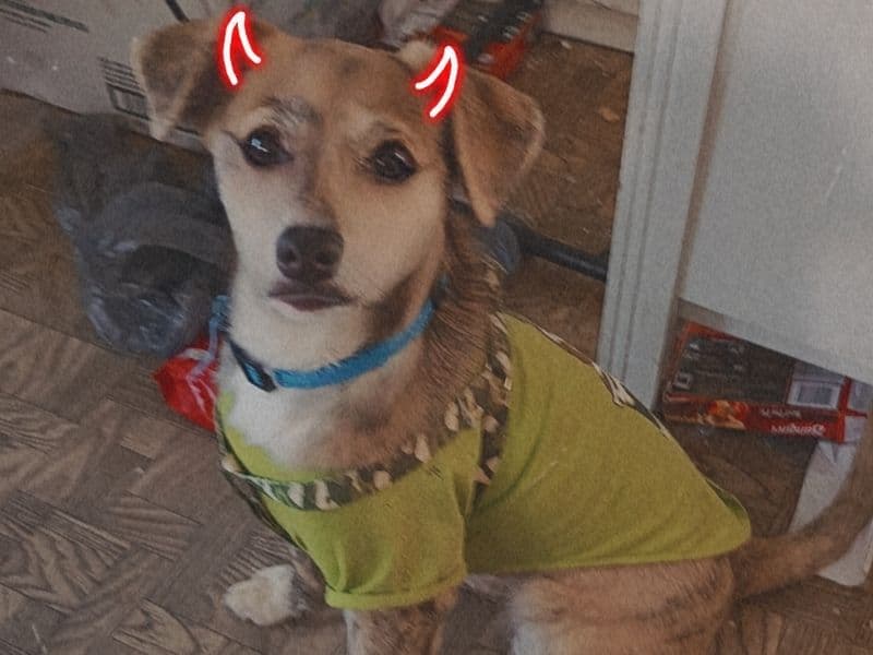 Beagle 6 months old male small named Twinky for breeding in Fayette County, Pennsylvania | Petmeetly