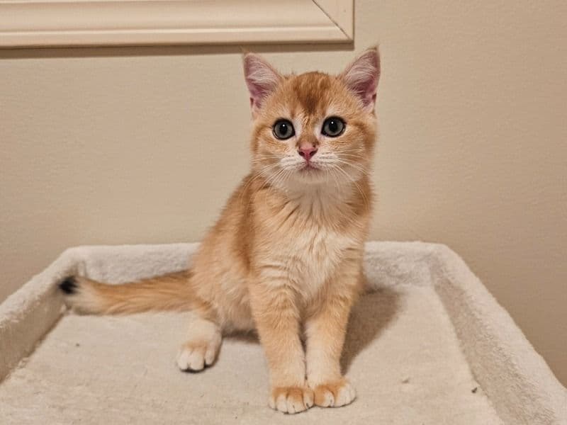 Scottish Straight 3 months old male named Urban for sale in King County, Washington | Petmeetly