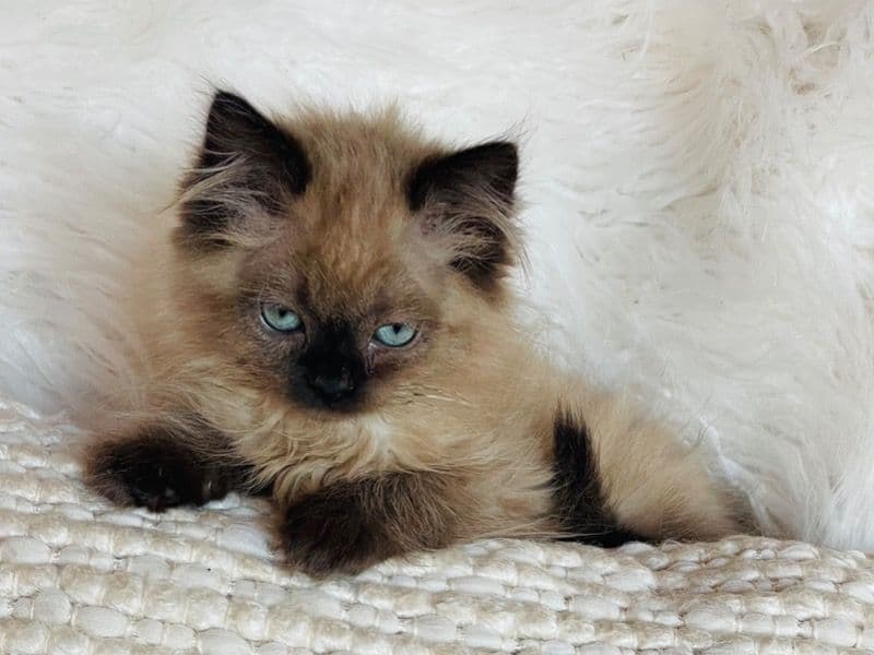 Ragdoll 3 months old female named Chocolate Mink Female for sale | Petmeetly