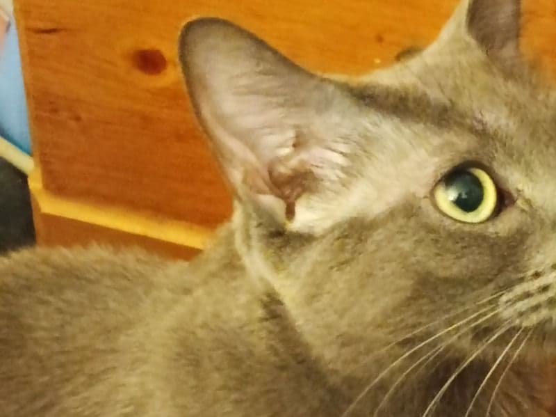 Russian Blue 2 years old male named Skittles for adoption in South Central Connecticut Planning Region, Connecticut | Petmeetly