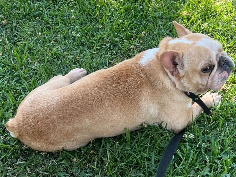 French Bulldog 3 years 4 months old male small named Guerro for breeding in Los Angeles County, California | Petmeetly