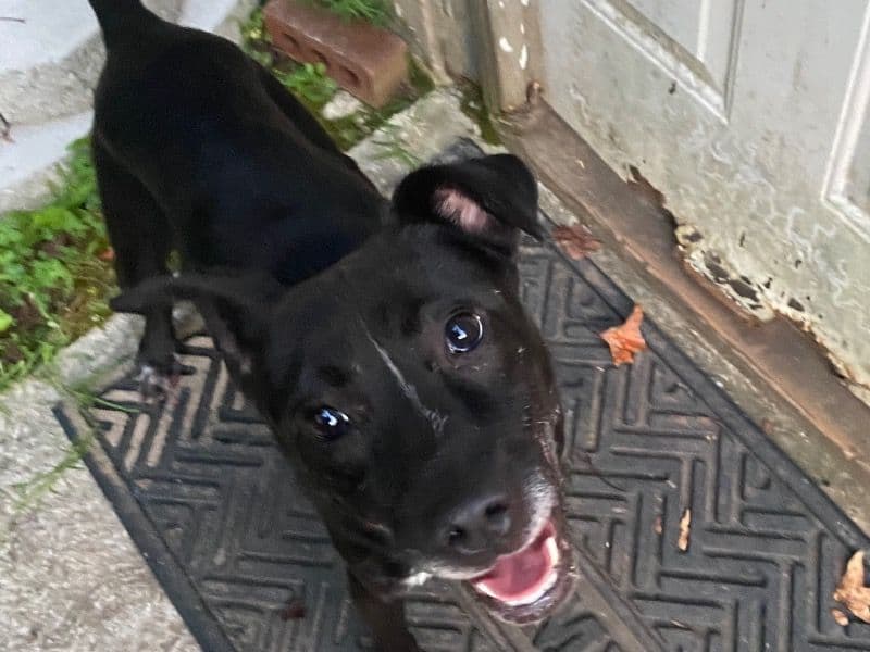 Pit Bull Terrier 5 years 4 months old male medium named Diesel for adoption in Cobb County, Georgia | Petmeetly