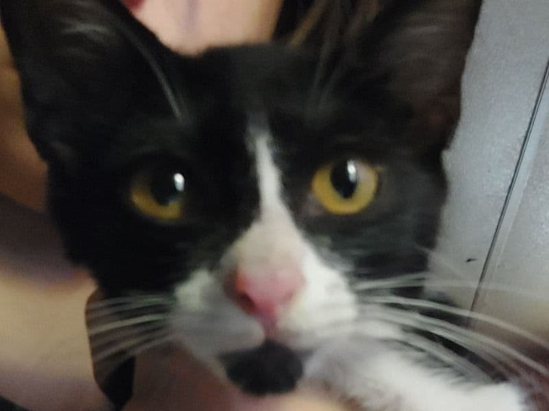 Tuxedo Cat 1 year 4 months old male named Socks for sale in Denton County, Texas | Petmeetly