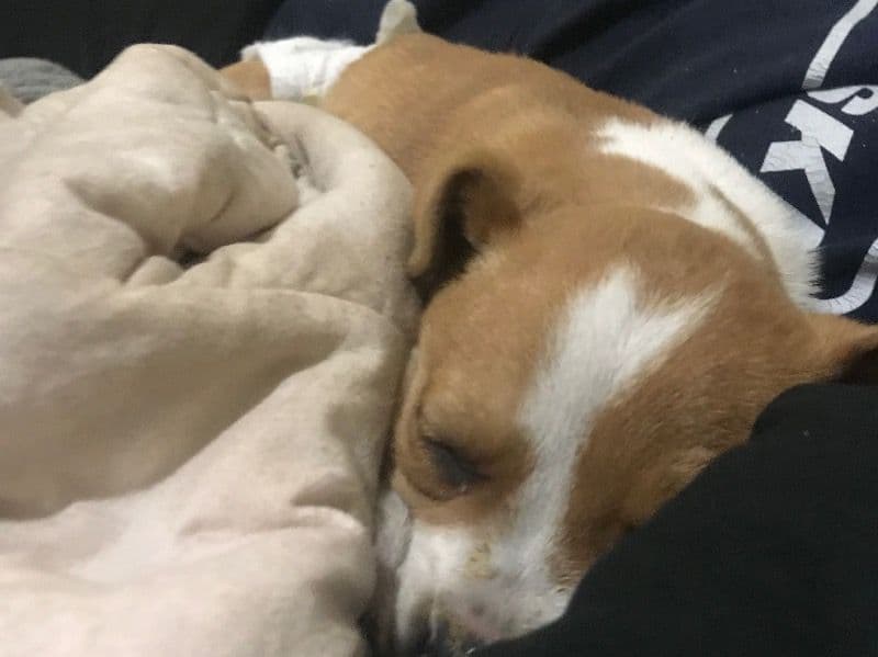 Beagle 2 months old male small named Munchie for sale in Edgecombe County, North Carolina | Petmeetly