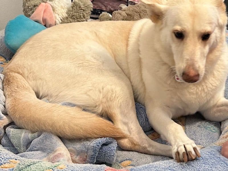 White German Shepherd 5 years 4 months old female large named Stella for sale in Crestview, Florida | Petmeetly