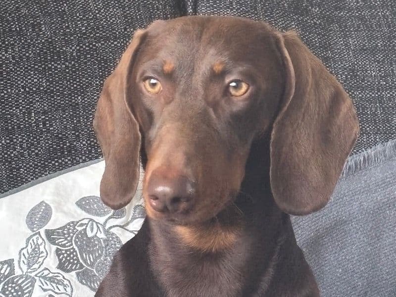 Harley primary photo