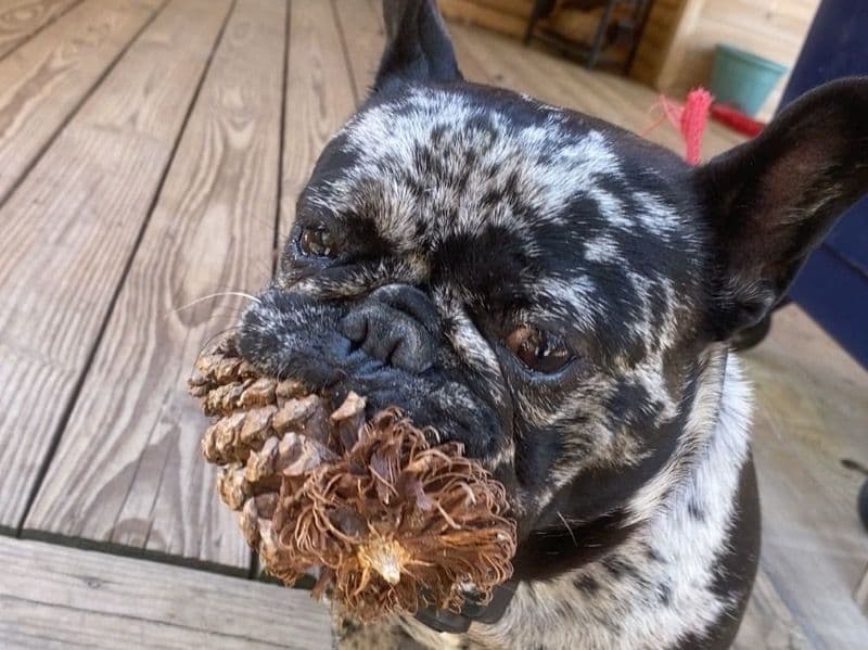 French Bulldog 2 years 7 months old male small named Romeo for adoption in George County, Mississippi | Petmeetly