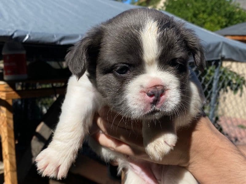 French Bulldog 1 month old male small named Fluffy Frenchie for sale in Santa Clara County, California | Petmeetly