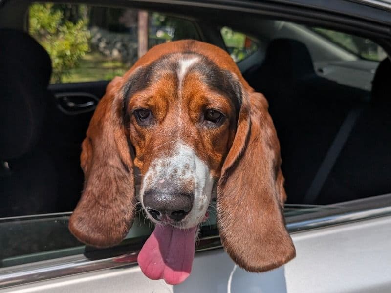 Basset Hound 3 years 3 months old male medium named Seymour for breeding in Hampshire County, Massachusetts | Petmeetly