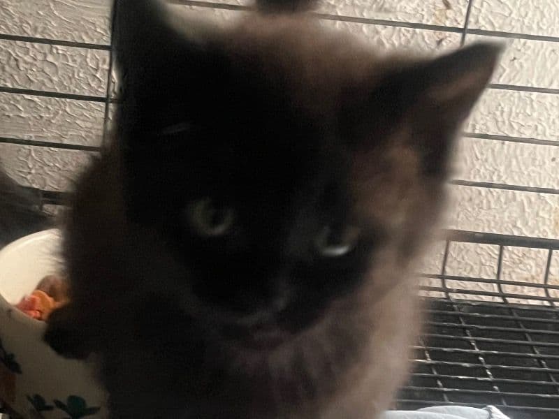Kittens primary photo