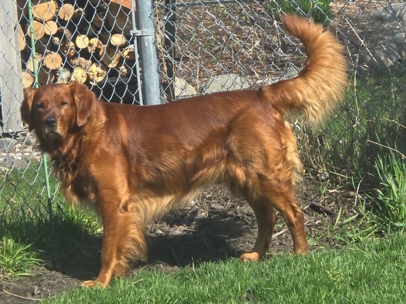 Renegade - Golden Retriever success story