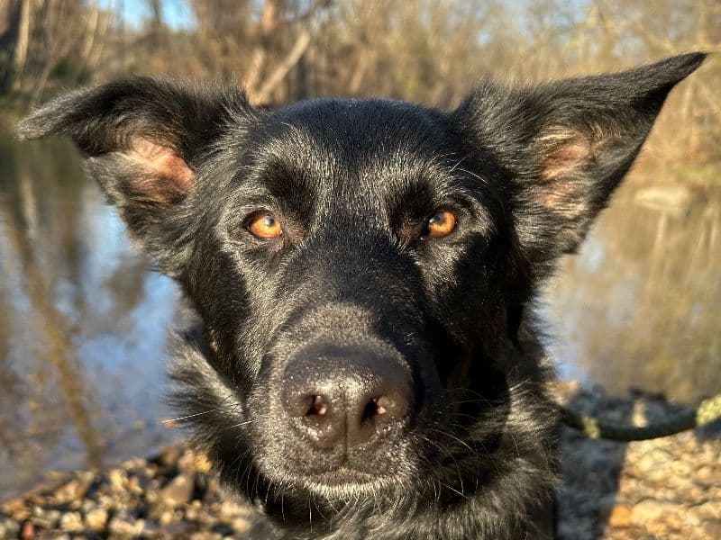 Black German Shepherd 1 year 9 months old male medium named Moose for breeding in Shenandoah County, Virginia | Petmeetly