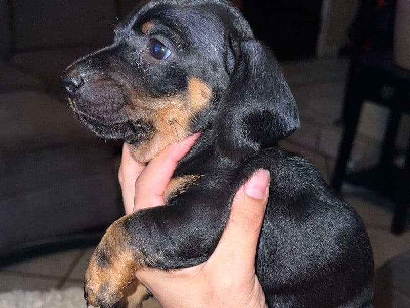 Dachshund 1 month old male small named Dachshund for sale in Stanislaus County, California | Petmeetly