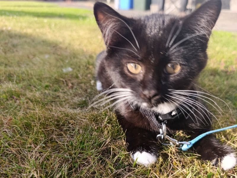 Tuxedo Cat 8 months old female named Lilo for breeding in Highland Council, Scotland | Petmeetly