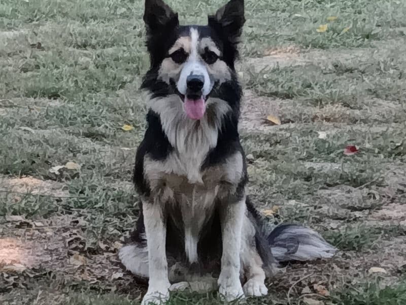Collie 4 years old male medium named Happy for sale in Lawrenceburg, Tennessee | Petmeetly