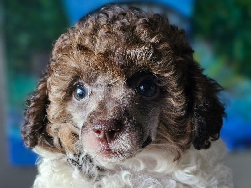 Toy Poodle 3 months old male small named Trundle for sale | Petmeetly