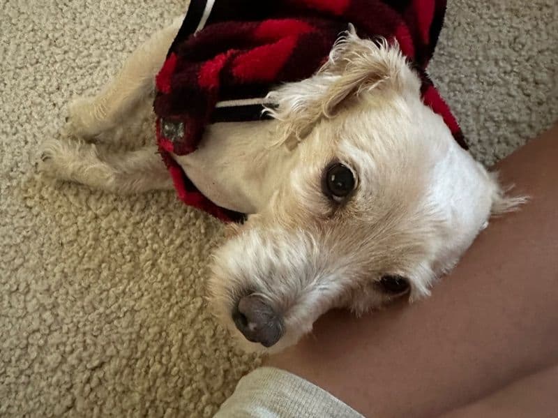 Rat Terrier 9 years 4 months old male small named Mono for adoption in Riverside County, California | Petmeetly